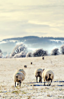 heading home von meirion matthias