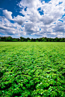 regimented potato field von meirion matthias