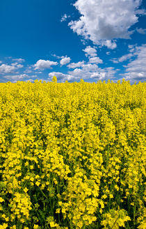 bright yellow rapeseed field von meirion matthias