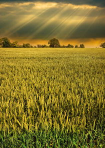 drama in the barley field von meirion matthias