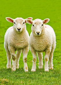 curious twin lambs by meirion matthias