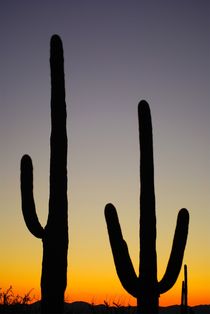 Saguaro NP by usaexplorer