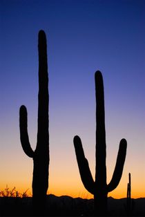 Saguaro NP II by usaexplorer