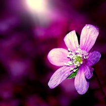 violettes Leberblümchen by tinadefortunata