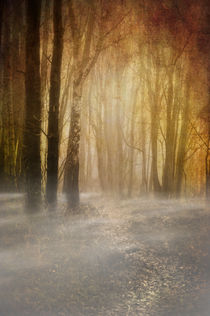 spooky misty woodland by meirion matthias
