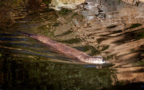 North American River Otter von Graham Prentice