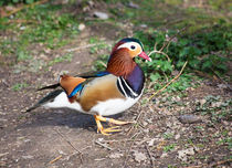 Mandarin Duck by Graham Prentice