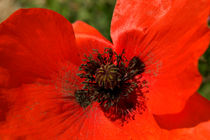 Close Up Poppy von serenityphotography