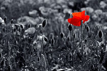 Lest we Forget by serenityphotography