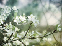 plum flowers by Franziska Rullert