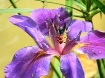 Artistic Purple Iris and Wasp by Warren Thompson