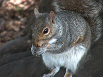 Nuts by Robert Gipson