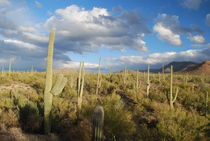 Abendstimmung - Saguaro NP von usaexplorer