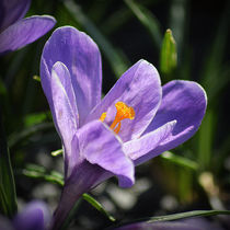 Purple Crocus by Colin Metcalf