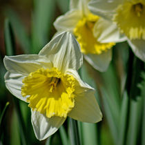 The Joy of Spring von Colin Metcalf