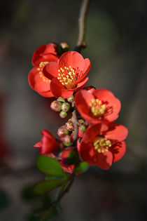 Red Flowering Quince by Colin Metcalf