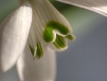 Green Heart by Colin Metcalf