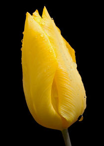 Yellow Tulip with raindrops von John Biggadike
