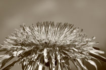 Pusteblume - Dandelion von ropo13