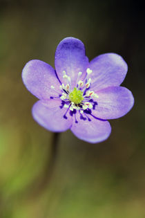 Anemone hepatica by jaybe