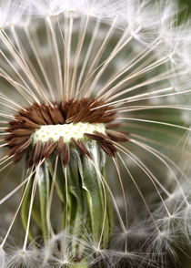 Pusteblume von Falko Follert