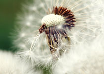 Pusteblume Foto Poster von Falko Follert