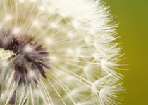 Pusteblume Makrofotografie Poster Leinwandbild by Falko Follert