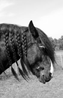 Shire horse portrait  von Linda More