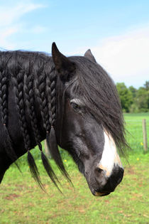 Shire horse head  by Linda More