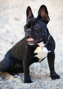 Französische Bulldogge von Falko Follert