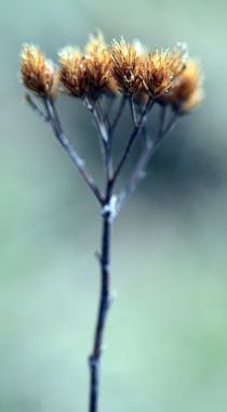 Herbst von jaybe