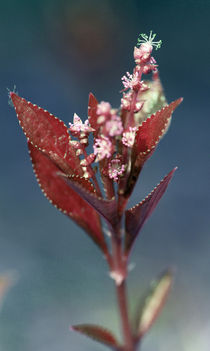 Frühling von jaybe