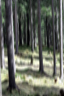 Wald von jaybe