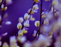 yellow flower von emanuele molinari