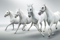 White horses von tkdesign