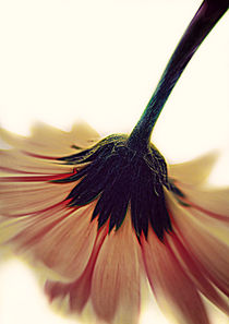 Gerbera in pink. by rosanna zavanaiu