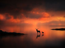 The Deer at Sunset von Jennifer Woodward