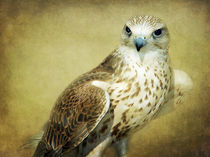 The Saker Falcon Stare von Amanda Finan