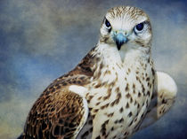 A Saker Falcon von Amanda Finan