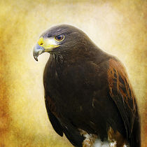 A Harris Hawk von Amanda Finan