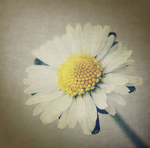 One SingleDaisy. von rosanna zavanaiu