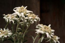 EDELweiss von pichris