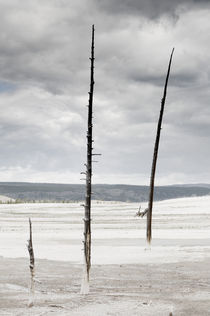 Three Dead Trees in Barren Landscape. by Tom Hanslien