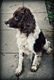 Working Dog. von rosanna zavanaiu