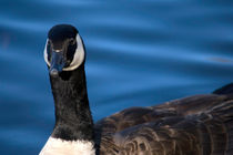 Goose Close-Up by Glen Fortner