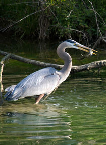 A Blue Heron Catches Lunch by Glen Fortner