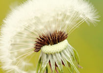 Pusteblume von Falko Follert