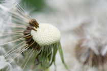 Dandelion by Falko Follert