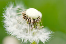  Pusteblume von Falko Follert