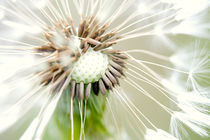 Pusteblume by Falko Follert